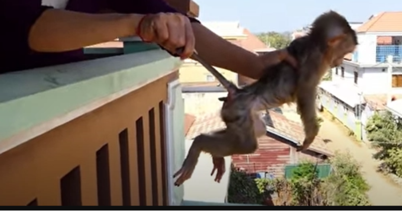 gut-wrenching-video-shows-monkeys-being-beaten-to-death