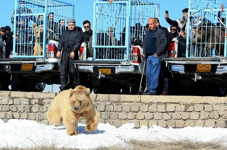 Syrian Brown Bears Try To Attack Their Rescuers