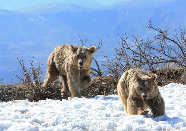 syrian-brown-bears-try-to-attack-their-rescuers