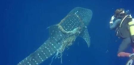 Divers Rescue Whale Shark Trapped In Construction Sack