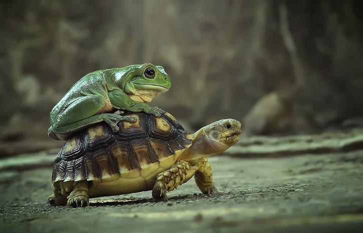 Frog Enjoys A Ride After Climbing On Tortoise
