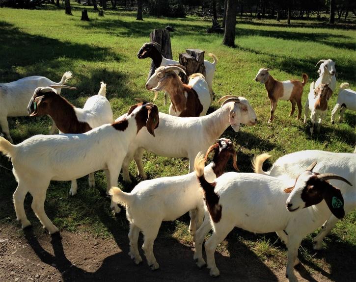 Take Goat On Loan, Return 4 Lambs: Maharashtra Farmer Starts 'Goat Bank ...