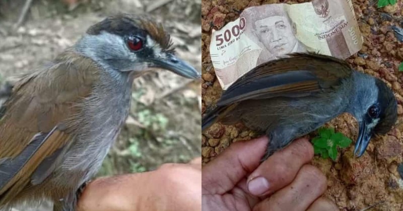 Burung Yang Tidak Terlihat Selama 170 Tahun Dan Ditakuti Punah, Muncul Kembali Di Kalimantan, Indonesia – Netral.News