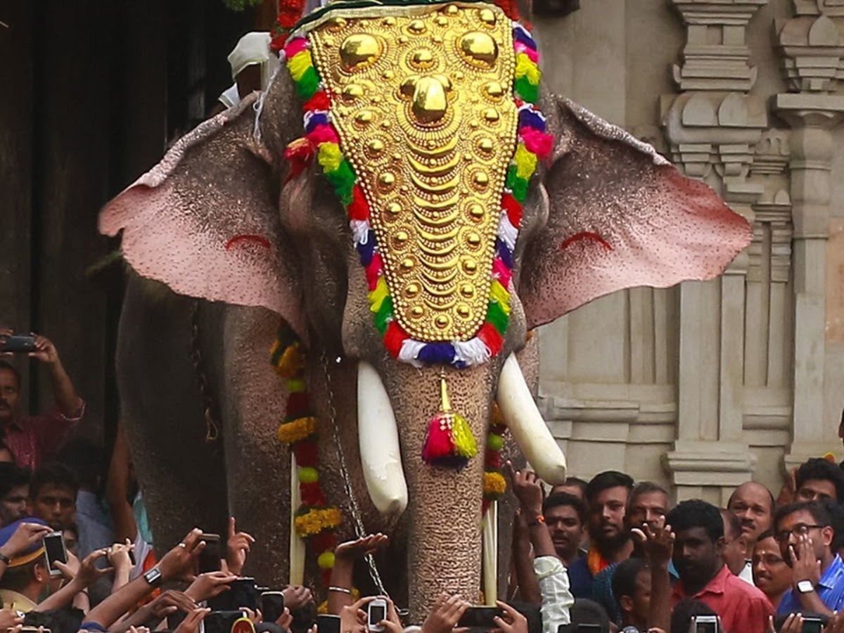 Almost Blind, Aged Elephant Who Has Killed 13 Allowed To Be Paraded In Kerala Temple Festivals