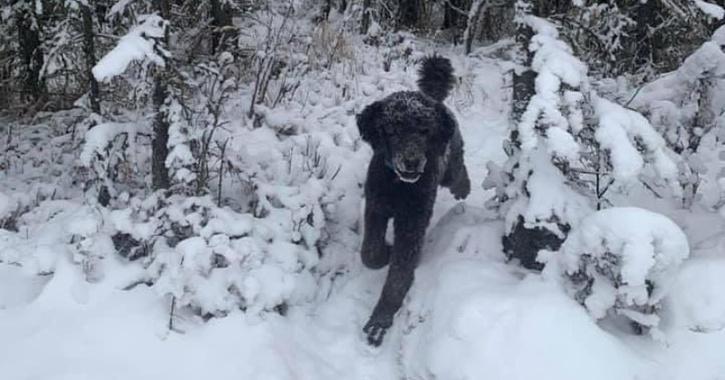 optical illusion dog poodle man walking in forest