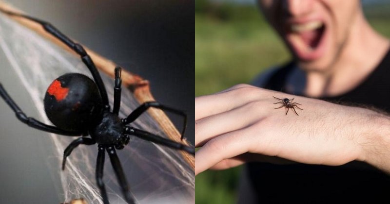 TikTok User Picks Up Redback Spider