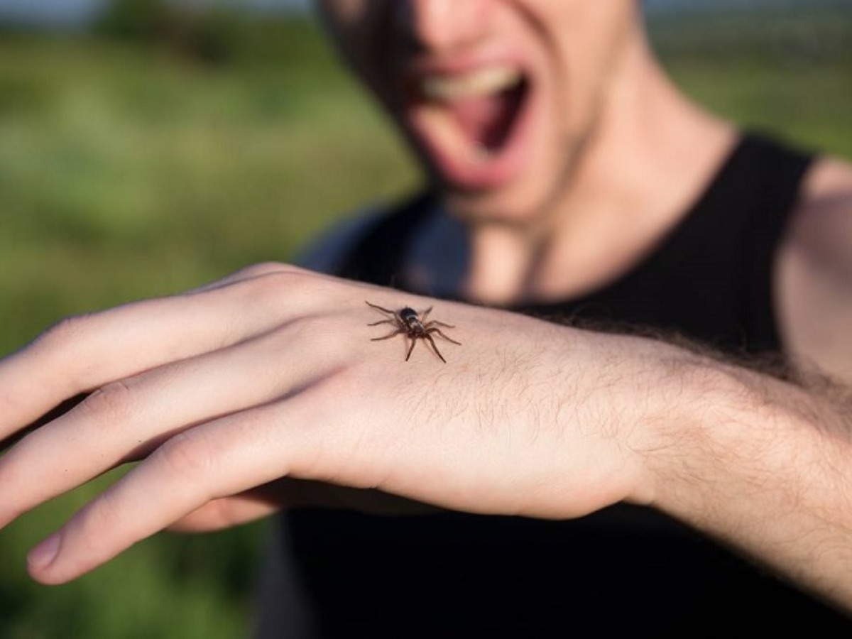 red back size