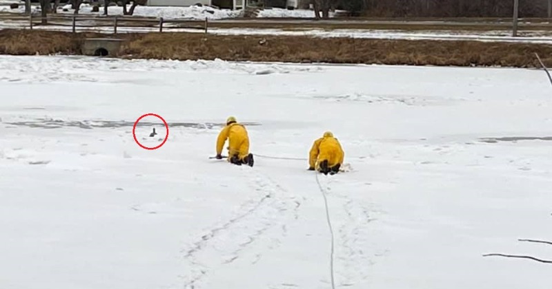 Firefighters Brave Ice To Rescue A ‘Goose’ Stuck For 2 Days, Turns Out To Be A Decoy
