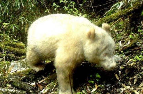albino red panda