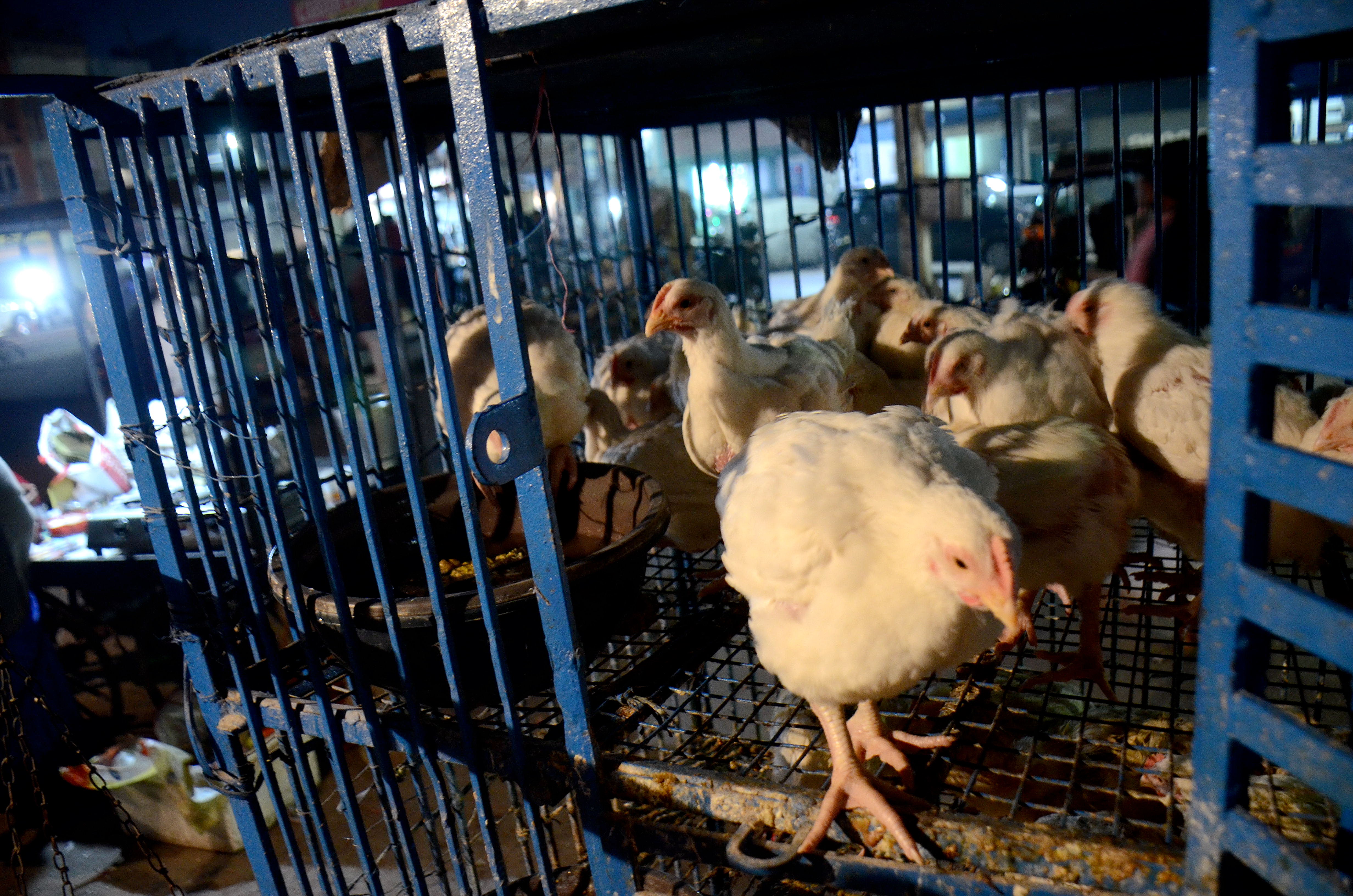 Bird Flu Confirmed In Agar Malwa District Of Madhya Pradesh After