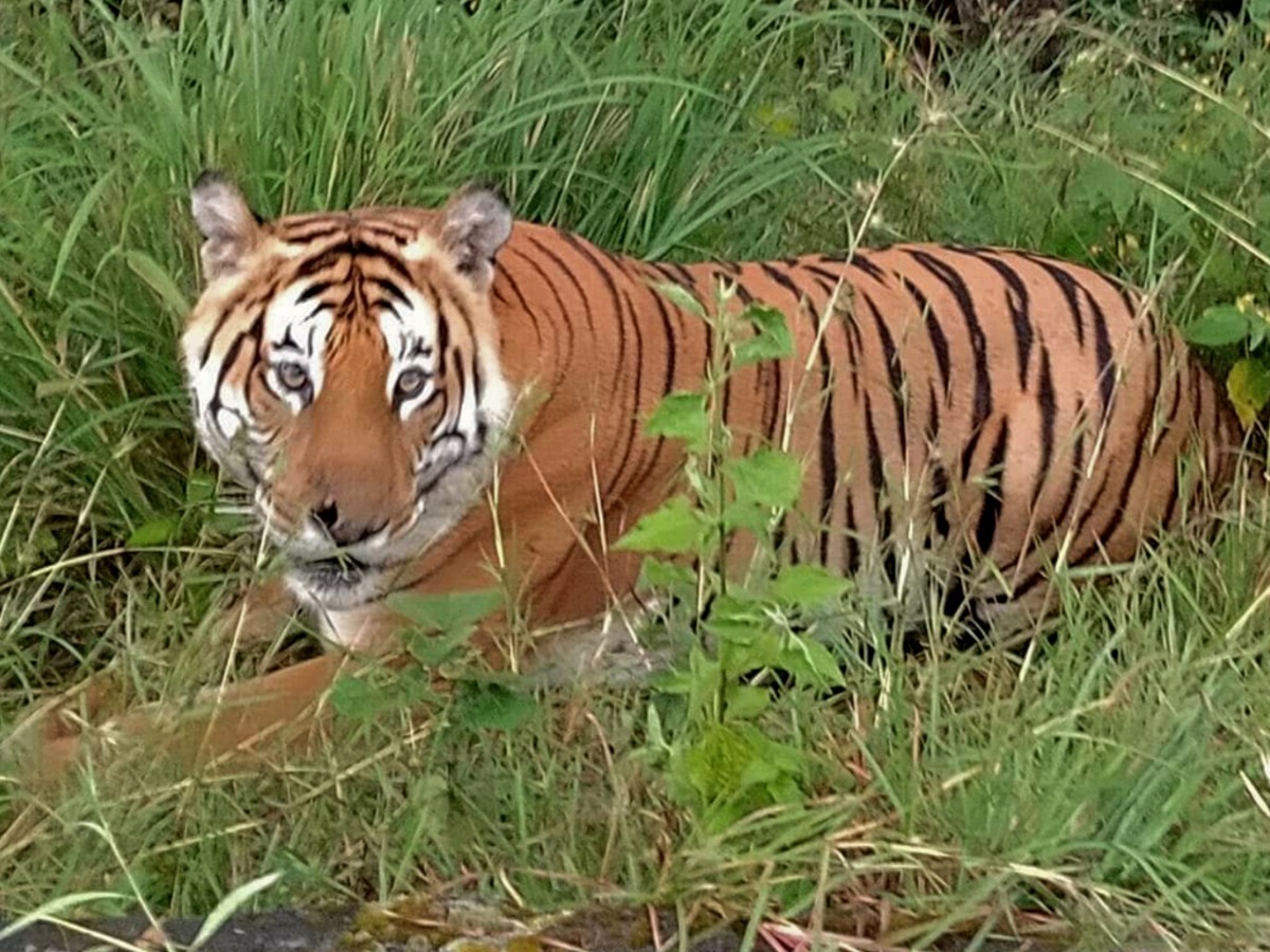 Tiger Found Dead In Madhya Pradesh's Pench Tiger Reserve, Second To Die ...