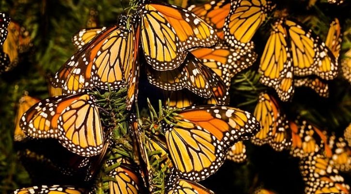 monarch-butterfly-almost-extinct-population-down-to-a-few-thousand