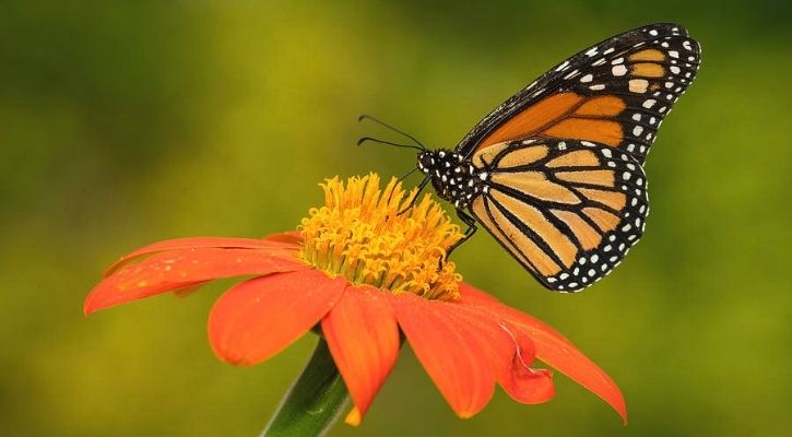 monarch butterflies extinct