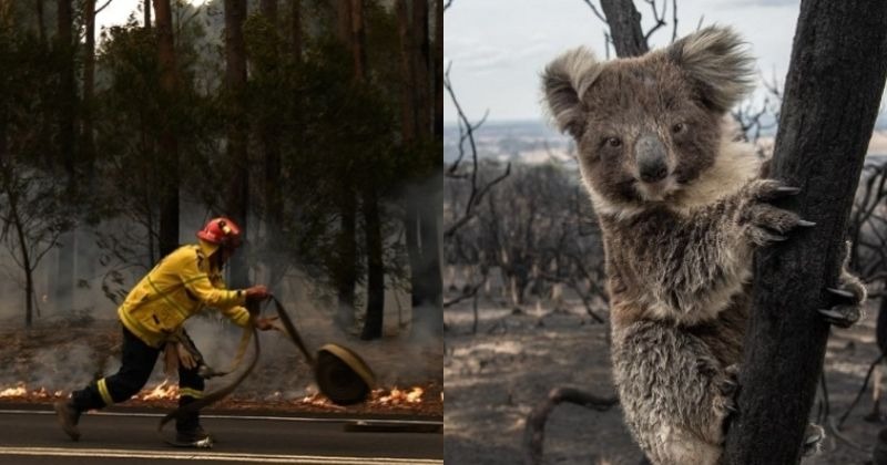 Australia's Forests Destroyed By Bushfires Will Take Years To Recover