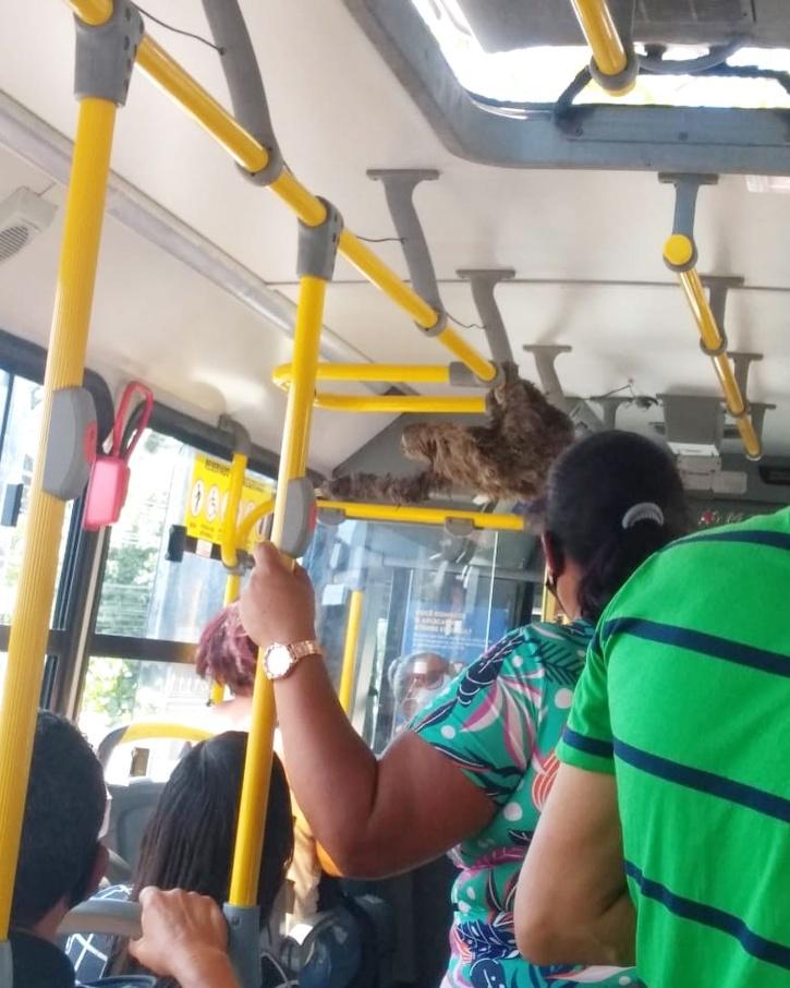 sloth on bus
