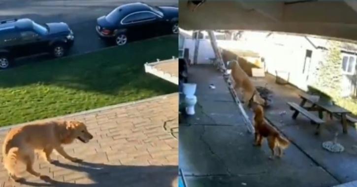 Watch Dog Climbs Ladder To Rooftop All By Himself