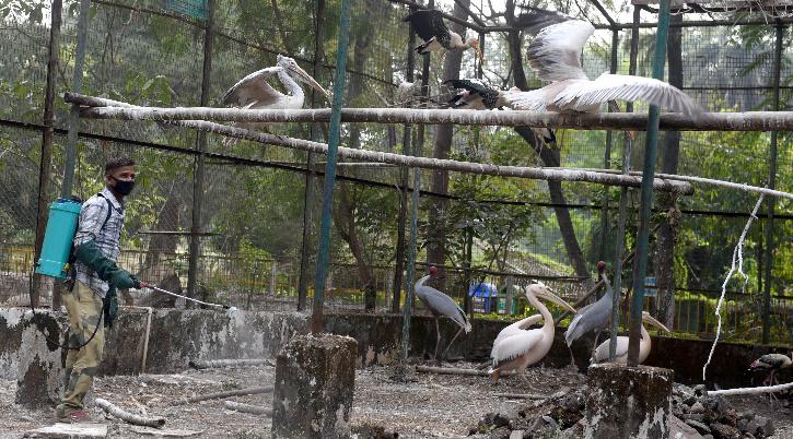 While More Birds Are Dying Every Day From Bird Flu, H5N8 Is Not Dangerous To Humans: Here's Why