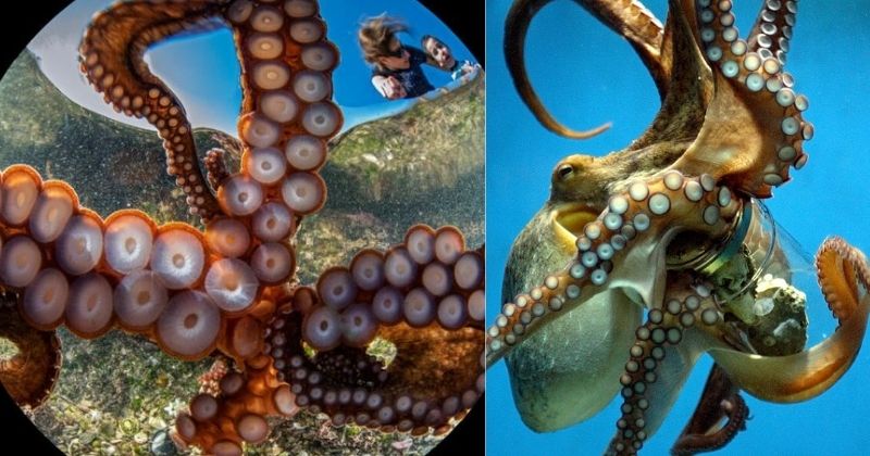 Octopus Selfie In Australia Incredibly Won Awards At A Photo Competition