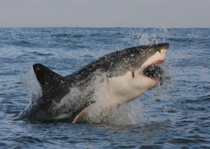 Great White Shark Seen Flying Through Air