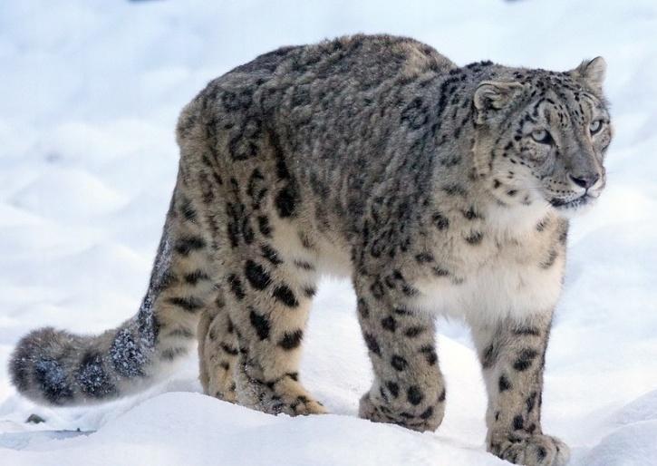 Uttarakhand Will Launch A Snow Leopard Tour In Feb Aimed At