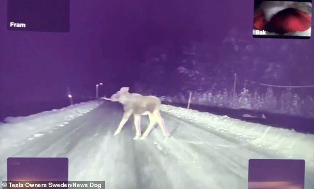 This is the heart-stopping time that put Tesla’s autopilot down a frozen road in an urgent, but successful, attempt to avoid hitting moose.