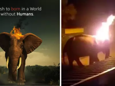 Elephant Dies After Villagers Throw Burning Tyre At It, Celebs Call It 'Extinction of Humanity'