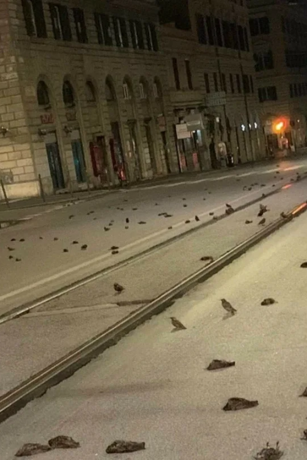 "Unbelievable": Rome Street Covered In Dead Birds After New Year Fireworks Display