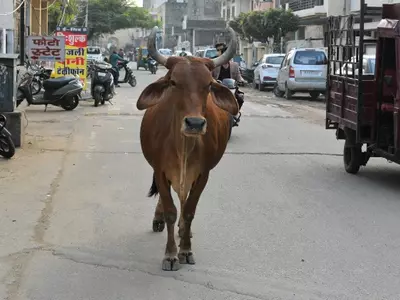 cow indian economy