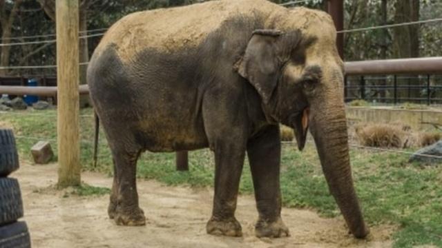 Elephant Forcibly Given Alcohol Rescued