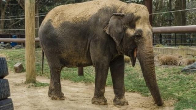 Elephant Forcibly Given Alcohol Rescued Elephant Forcibly Given Alcohol Rescued