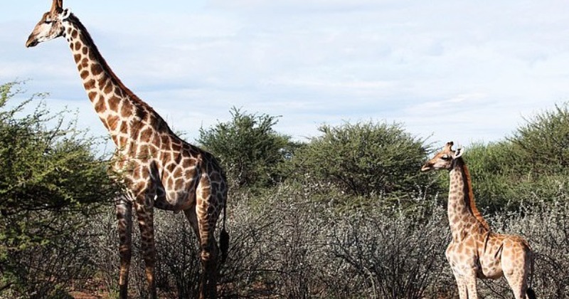 Dwarfism made two giraffes in Africa that were possibly the smallest in the world