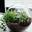 Learn How To Make A Terrarium And Create Your Own Ecosystem