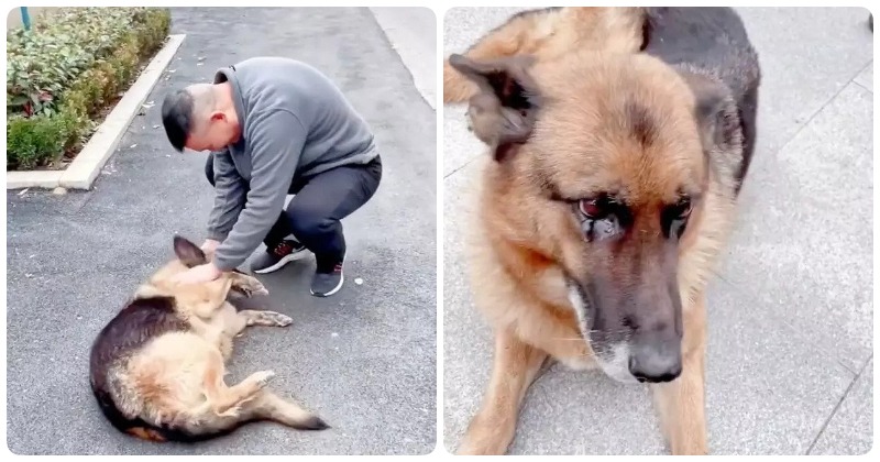 Retired Police Dog Reunites With Handler