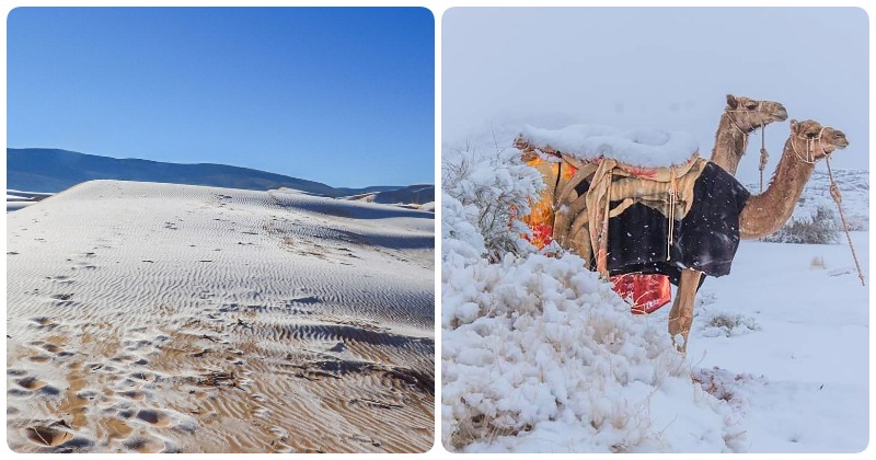 Snowfall In Sahara Desert   Stunning Sahara 60051825ce266 