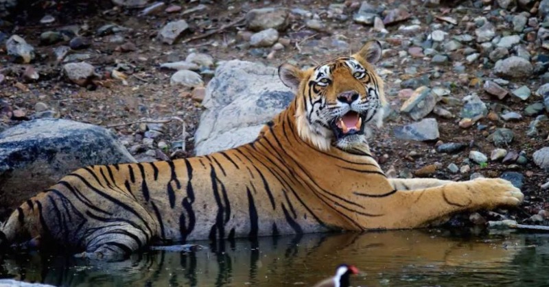 Tiger Found Dead At Ranthambore National Park In Rajasthan, Cause Yet ...