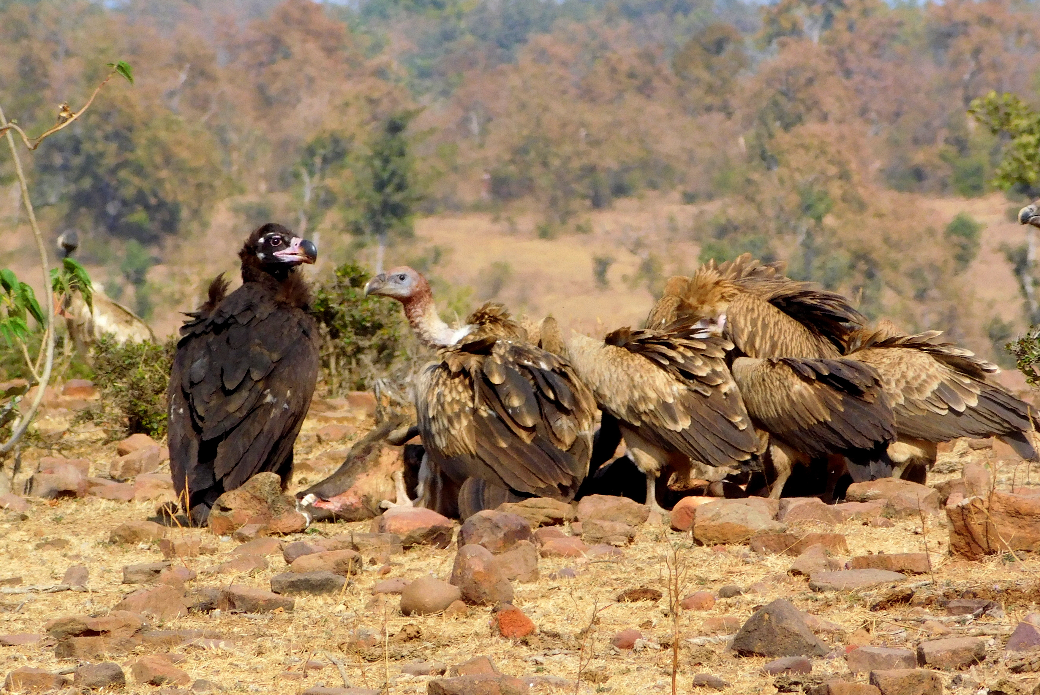 Cinereous vulture, Himalayan and Eurasian griffon feeding on a carcass
