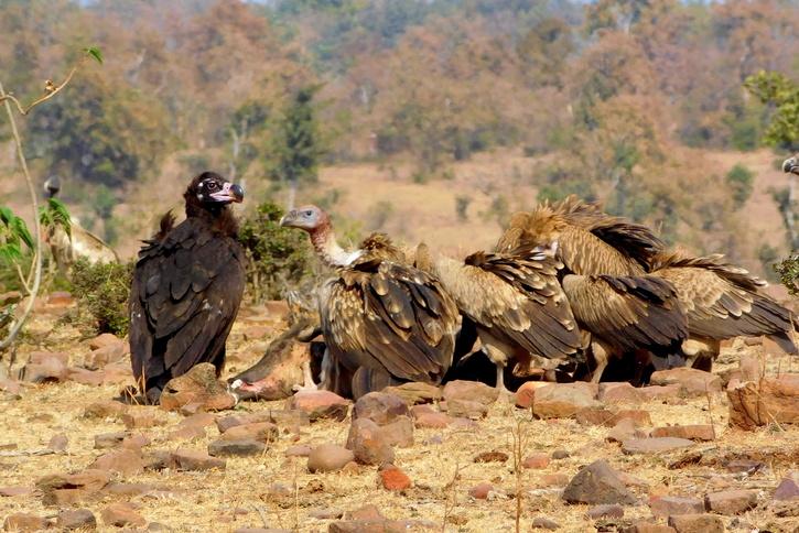 Cinereous vulture, Himalayan and Eurasian griffon feeding on a carcass