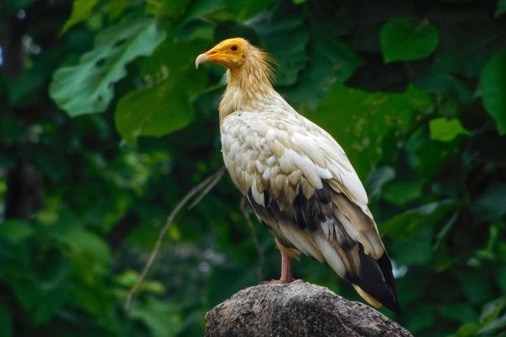 Egyptian vulture