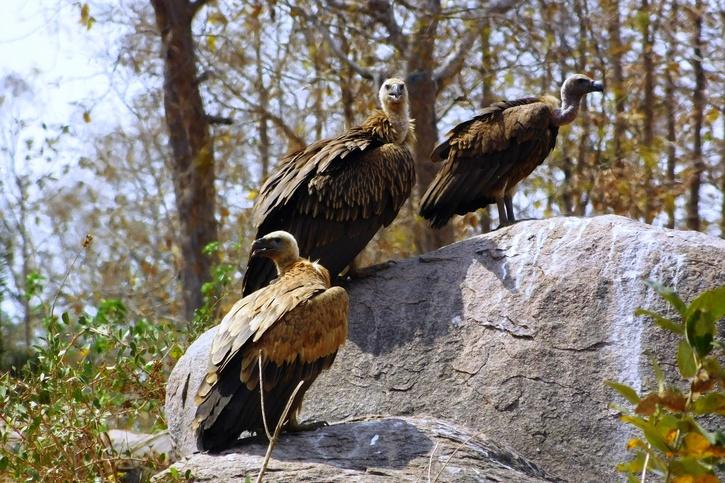 A committee of Himalayan griffon, Eurasian griffon and Long-billed vulture.