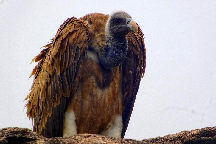 LBV is long-billed vulture