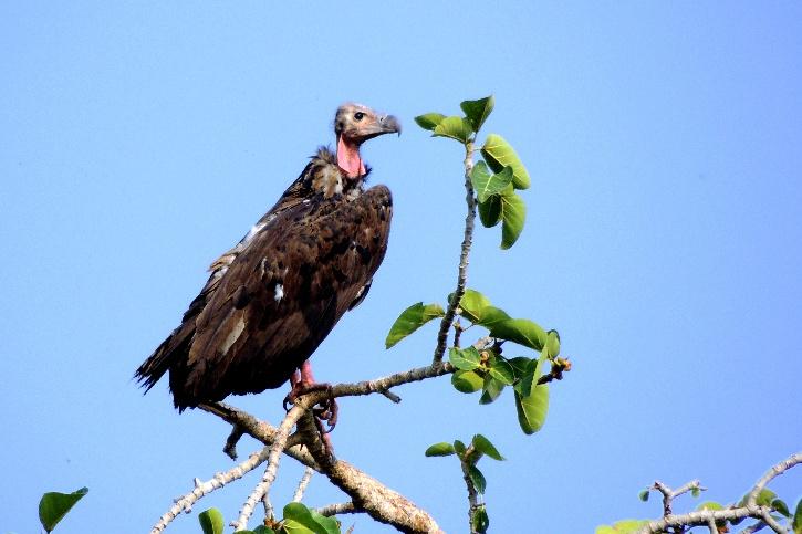 Vultures: The Custodians of Nature We Love to Loathe