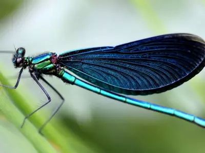 dragonflies climate change