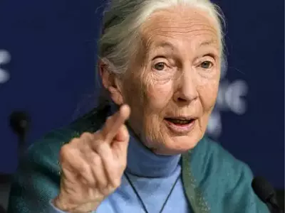 Jane Goodall covid-19
