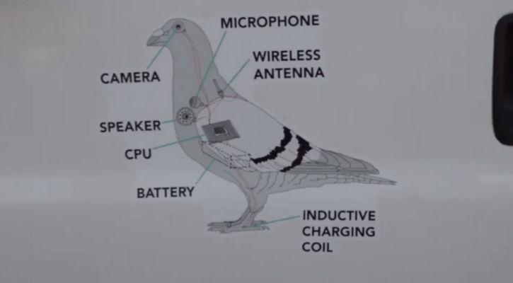 US Conspiracy Claims Birds Aren’t Real, They Are Government Spy Drones