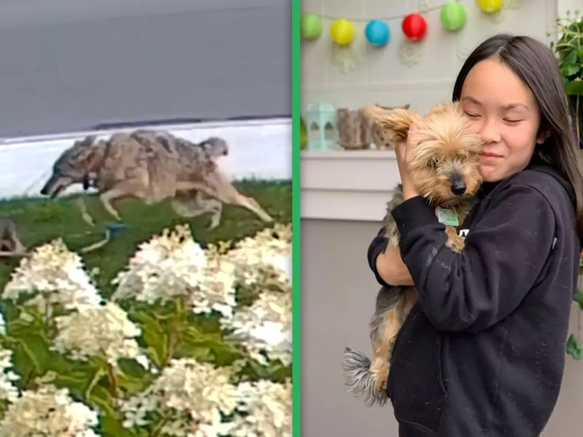 coyote-attacking-yorki-thumbnail-1-60fcfafdd70f1 Indiatimes