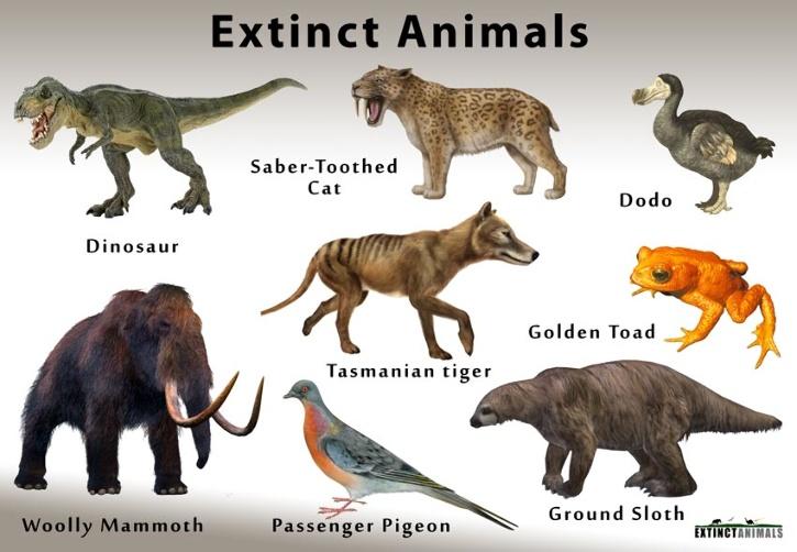 How Are Animals & Plants Classified Under Extinct, Endangered