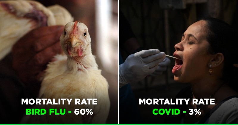 bird-flu-avian-influenza-is-rarely-transmitted-to-humans-but-when-it