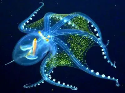 rare transparent octopus species