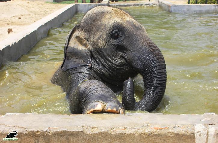 Wildlife SOS Elephant