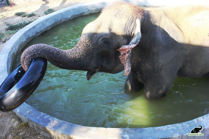 Elephants Wildlife SOS
